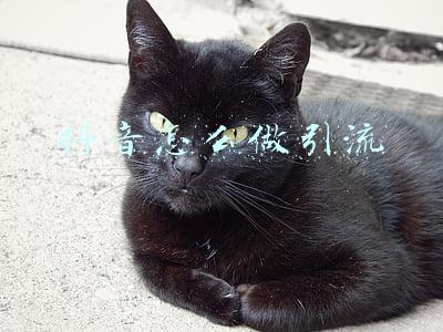 抖音怎么做引流