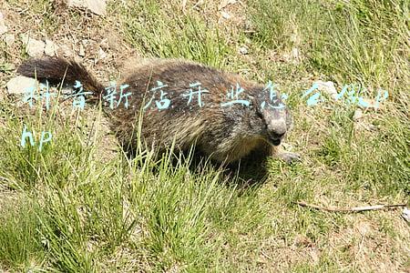 抖音新店开业怎么做php