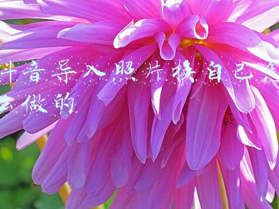 抖音导入照片换自己怎么做的
