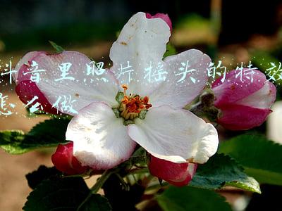 让照片眨眼摇头的软件(让照片“动起来”骗过人脸识别实施犯罪，两人获刑)