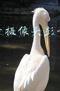 抖音开摄像头彭于晏怎么做
