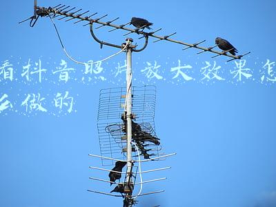 照片背景效果(如何拍出简洁背景的花草照片？运用这5个方法，很容易实现)