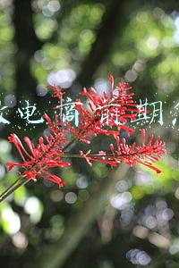 抖音搜索电商能做吗(什么是搜索电商？抖音小店开通实操教程，建议收藏保存)