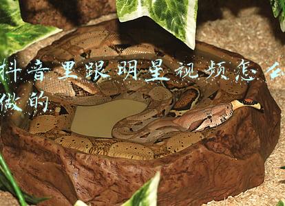 抖音里跟明星视频怎么做的
