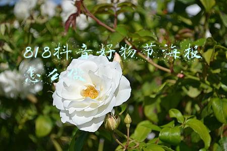 818抖音好物节海报怎么做