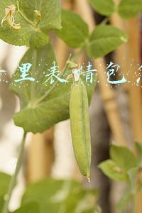 抖音表情包账号怎么做(大家都在用的表情包，我拿来盈利。29天收入3w我是怎么做得？)