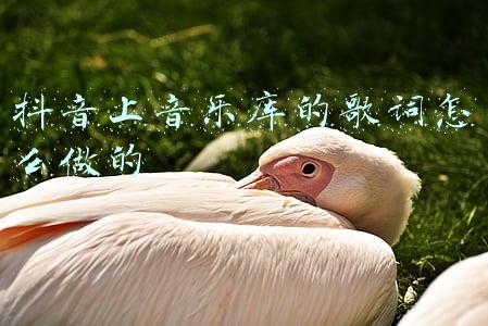 抖音放歌曲歌词怎么弄(抖音98k歌曲hand clap中文谐音歌词 音译教你怎么唱)
