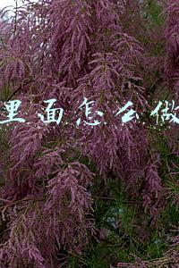 抖音里面怎么做分销