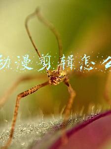抖音动漫剪辑素材哪里来的(你想要的动画模板都在这里，快来看看吧)