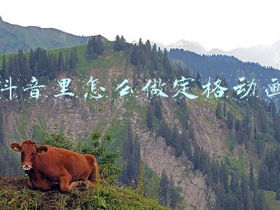 抖音里怎么做定格动画