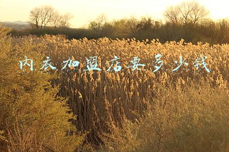 内衣加盟店要多少钱