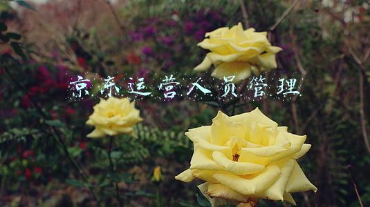 京东运营人员管理