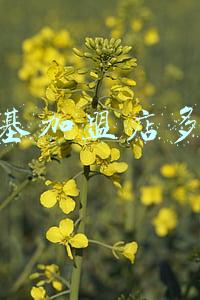 加盟肯德基多少钱；五线城市加盟肯德基多少钱