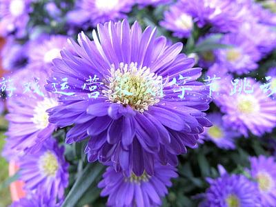 游戏运营策划字节跳动
