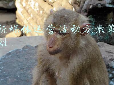 新媒体运营活动方案策划