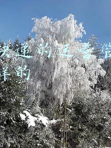 顺丰快递的运营模式有哪些(顺丰用飞机送快递亏不亏？顺丰盈利的模式是什么？)