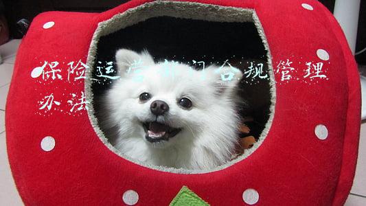 保险运营部门合规管理办法