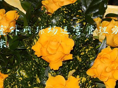 网球场地管理制度(宁波市高校室外网球场存在的质量问题及对策研究)