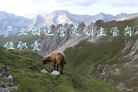 产业园运营策划主管岗位职责