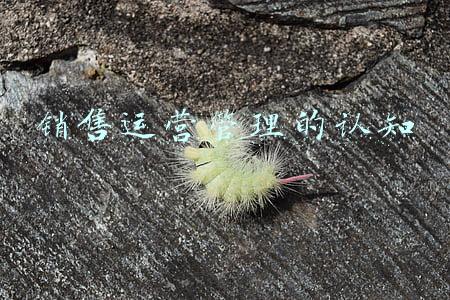 销售运营管理的认知