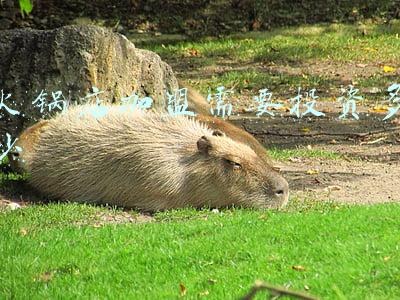 火锅加盟多少钱_一般火锅加盟费要多少