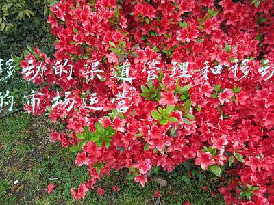 市场营销投放渠道(市场人必须知道的7个裂变活动推广渠道)