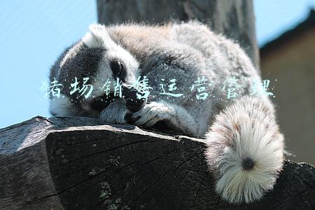 猪场销售运营管理