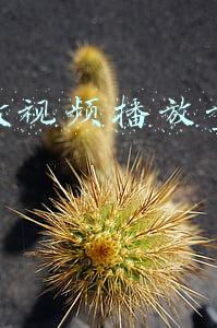 快手做视频播放量能赚钱吗