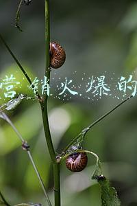 营销总监的背景调查(基于案例研究的企业IP营销路径探究)