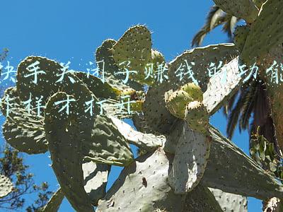 快手如何关闭连麦功能(百万粉丝主播侮辱攻击他人，快手平台悄悄减轻处罚)
