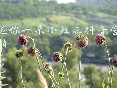 送你一朵小红花抖音营销