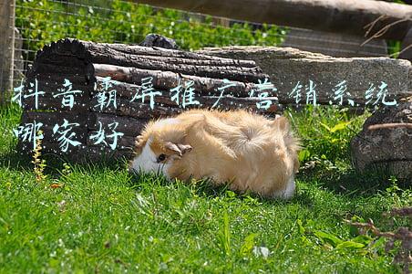 抖音霸屏推广营销系统哪家好