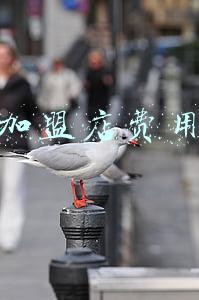 加盟奶茶店大概费用《奶茶店加盟费多少钱啊》