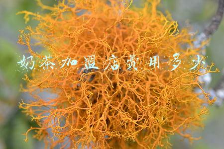 避风塘奶茶加盟店费用《避风塘奶茶加盟店费多少》