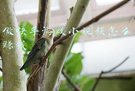 做快手游戏小视频怎么赚钱