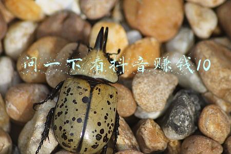 问地商城是怎么赚钱的(海花岛幕后推手：书记落马，儿子成“红通”！本人收200万妻儿收1亿)