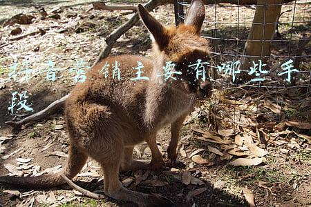 抖音营销主要有哪些手段