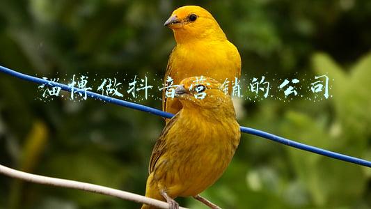 淄博做抖音营销的公司