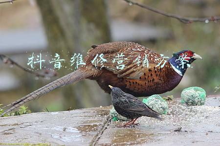 抖音维修营销方案
