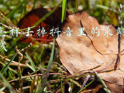 怎样去掉抖音里的来赚钱