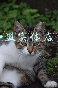 小米旗舰店加盟 小米旗舰店加盟政策