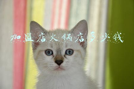 加盟火锅店加盟费多少钱；加盟火锅店加盟费一般多少