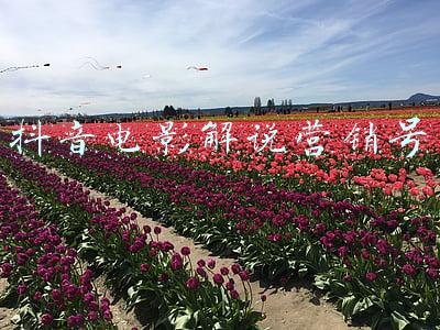 抖音电影解说侵权(对影视解说类视频的分类定性与侵权分析刍议)
