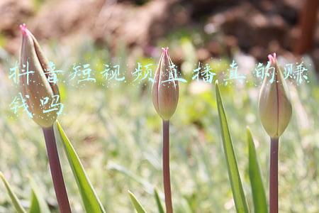 抖音短视频直播真的赚钱吗 抖音短视频直播真的赚钱吗