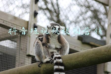 校园生活短视频脚本(怎样撰写学校宣传片脚本？)