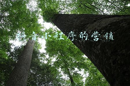 抖音小程序的营销