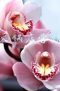抖音火锅店营销方案