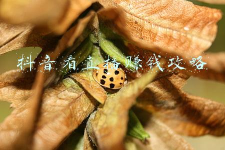 抖音看直播赚钱攻略