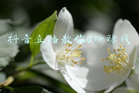 抖音零粉丝直播有效果吗(抖音0粉丝直播会有人看吗，抖音零粉丝直播有效果吗？)