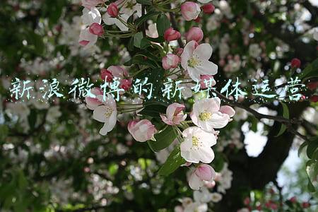 新浪微博的新媒体运营